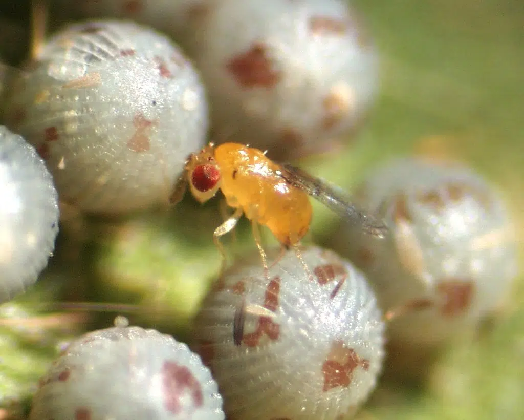 Trihogramma on an egg