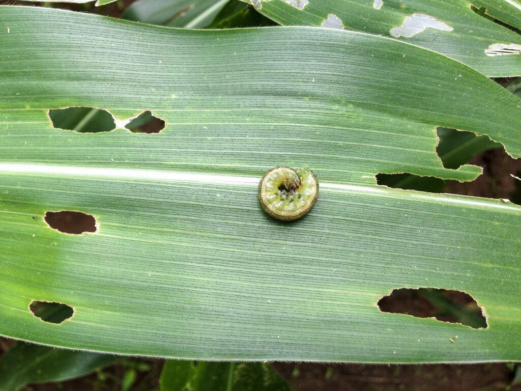 caterpillar on a damaged plant