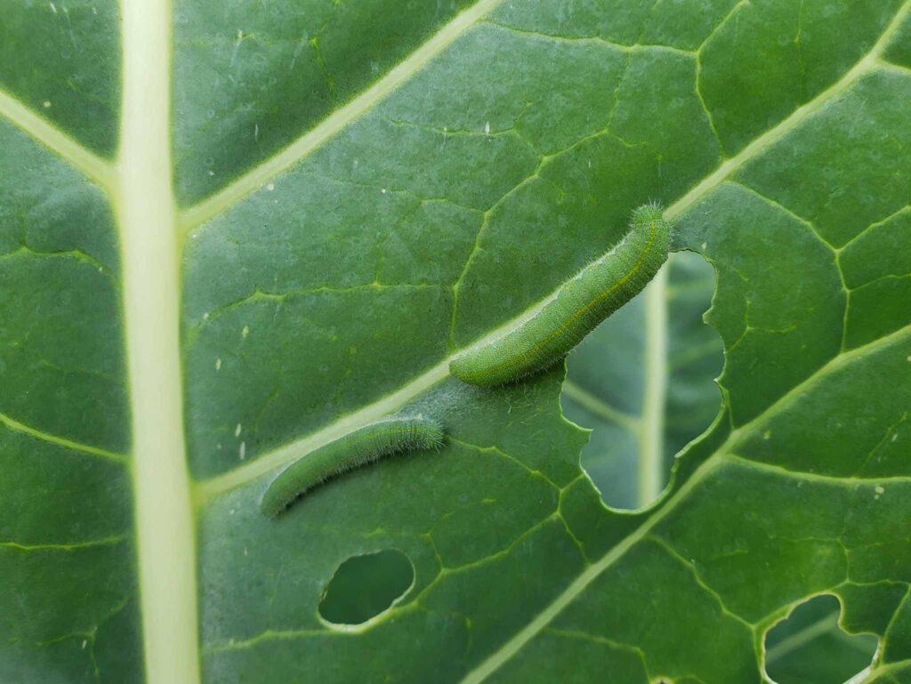 Cabage worm on a leaf
