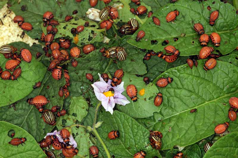 Colorado potato beetles eating plants