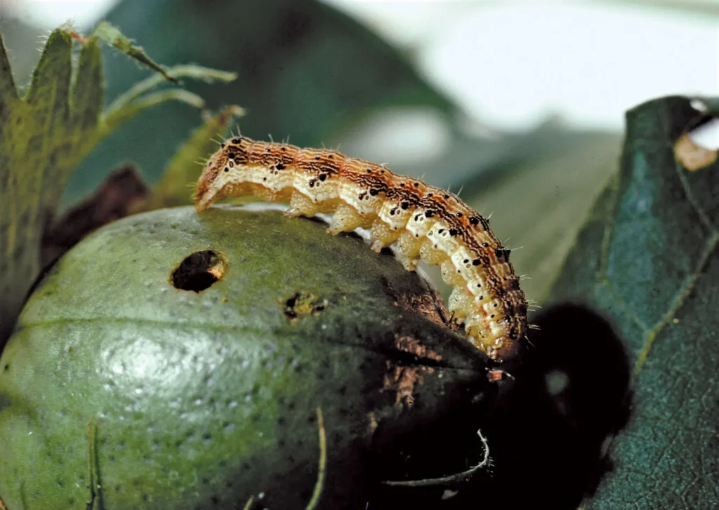 Cotton Bollworm on a dammaged plant