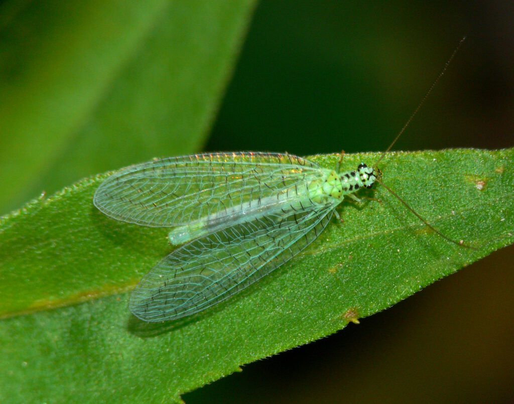 Green lacewing on a leaf