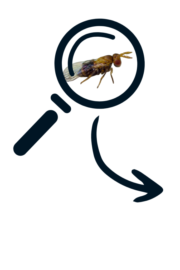 Trichogramma under magnification