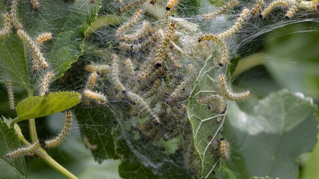 codling moth on damaged plant