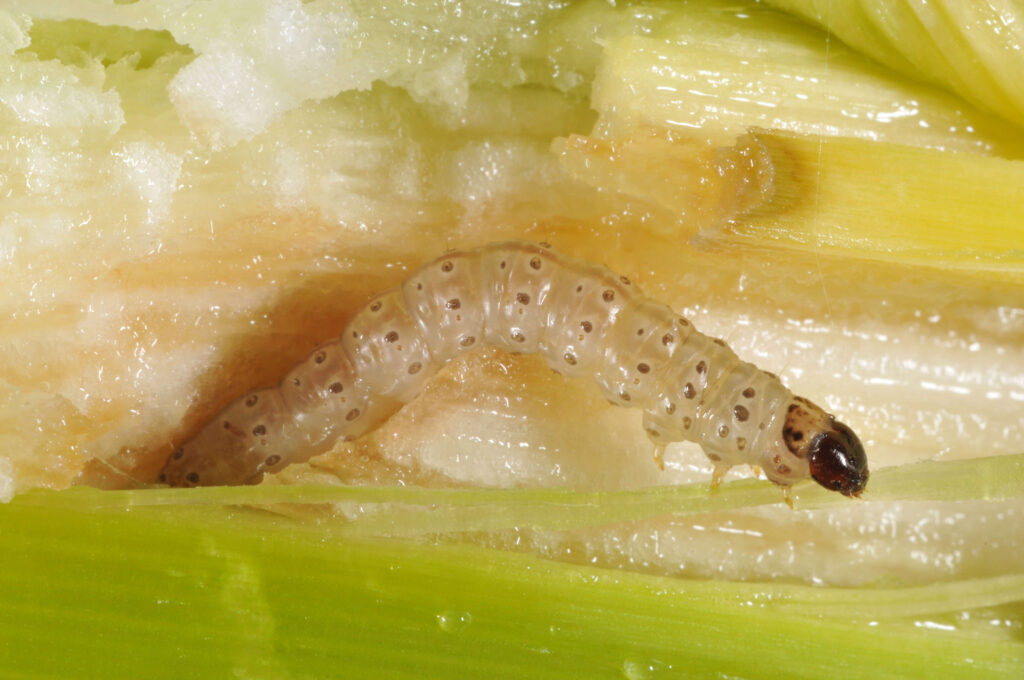 Cornborer on a leaf