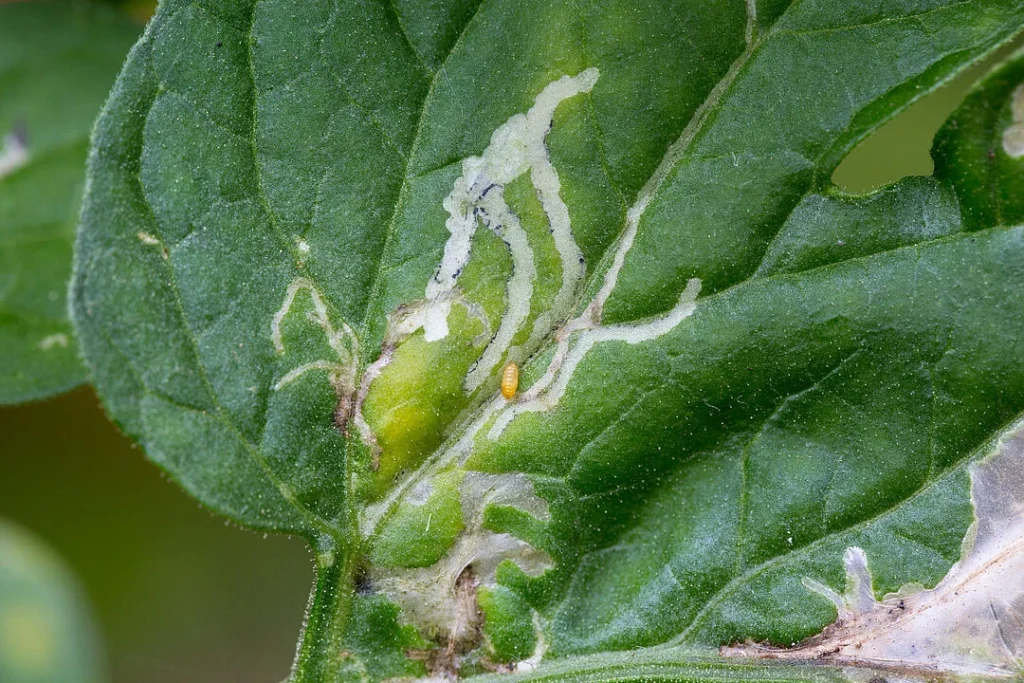 Tomato leaf miner on a dammaged leaf