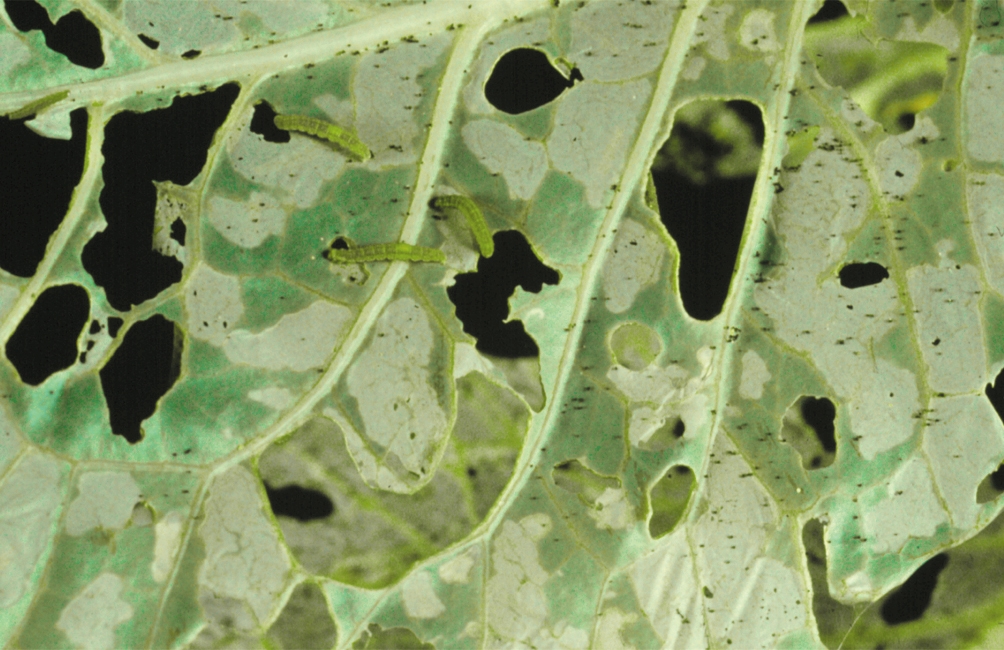 Diamondback moths on a dammaged leaf