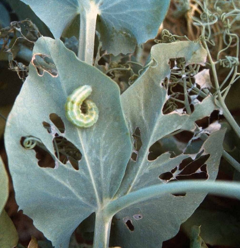Silver Y moth on a dammaged leaf