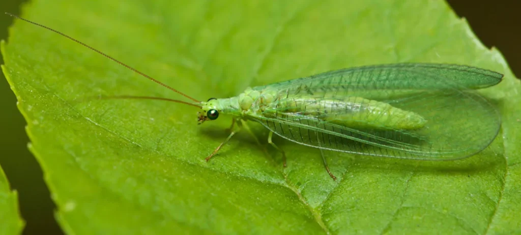 Green lacewing on a leaf